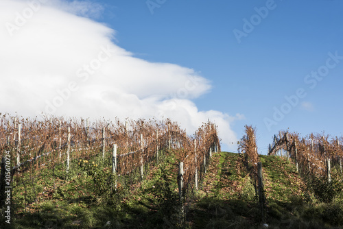 Sunny Autumn Patagonian Vineyard. Esquel in late autumn  when grapes harvested  Argentina