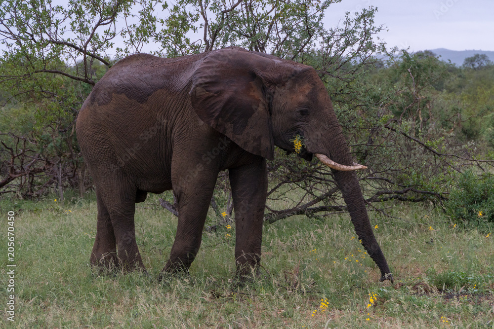 Fototapeta premium Elefant im Busch in Südafrika