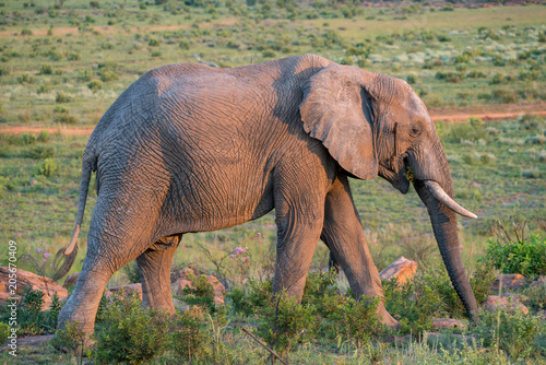 Elefant im Busch in Südafrika