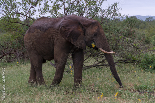 Elefant im Busch in S  dafrika