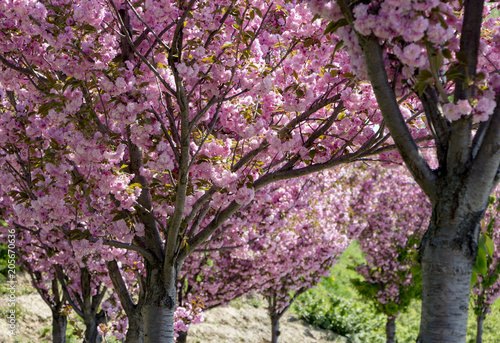 Grishko Botanical Garden, Ukraine, Kyiv. Alley with blossoming Sakura