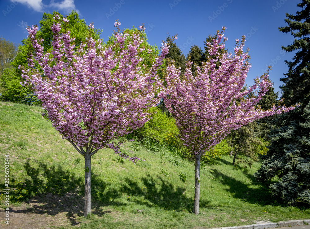 Grishko Botanical Garden, Ukraine, Kyiv. Alley with blossoming Sakura Grishko Botanical Garden, Ukraine, Kyiv. Alley with blossoming Sakura