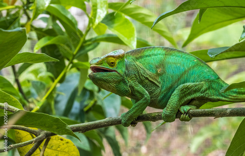 Chameleon in the primeval forests of the Andasibe National Park  Eastern Madagascar