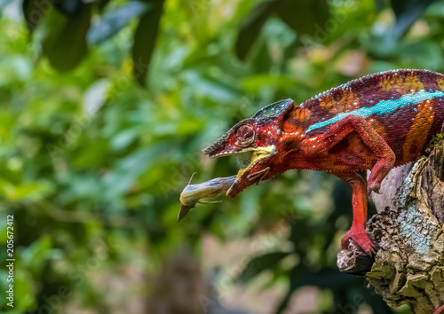 Chameleon protrudes its long sticky tongue to trap a cricket in the primeval forests of the Andasibe National Park, Eastern Madagascar