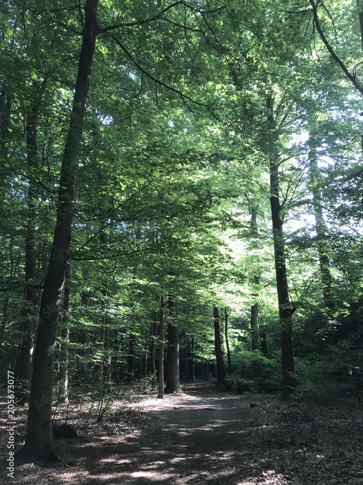 Fototapeta premium Forrest in Germany