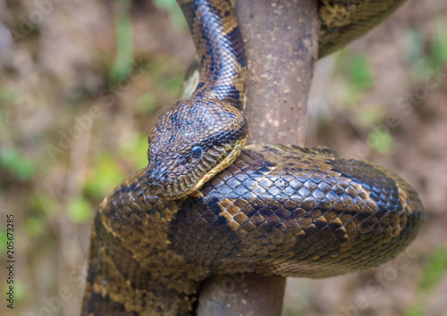 African python Andasibe National Park, Eastern Madagascar