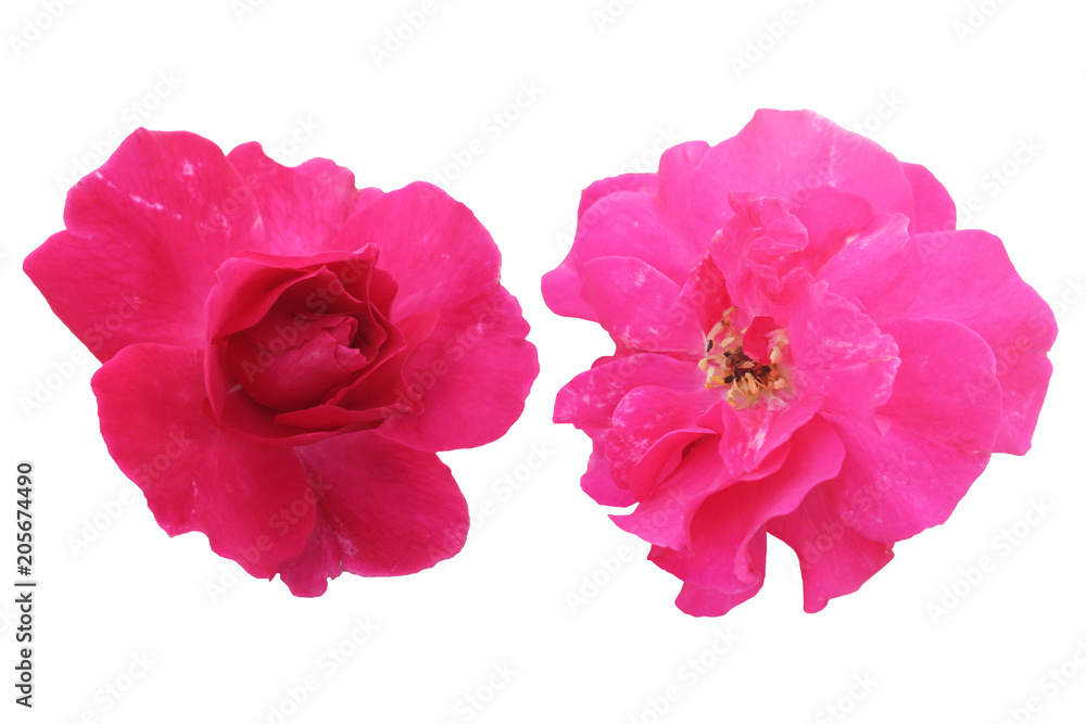 Pink roses isolated on white background. Pink roses isolated on white background.