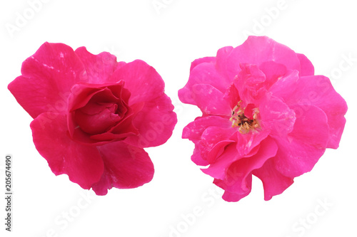 Pink roses isolated on white background.