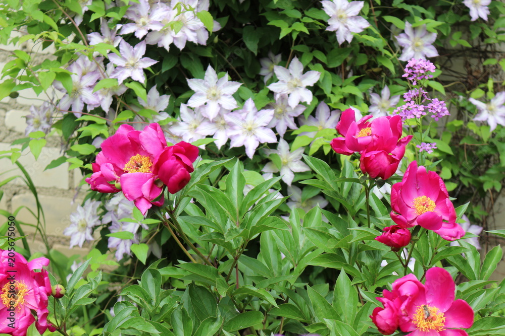Bright peonies and delicate clematis have blossomed Bright peonies and delicate clematis have blossomed