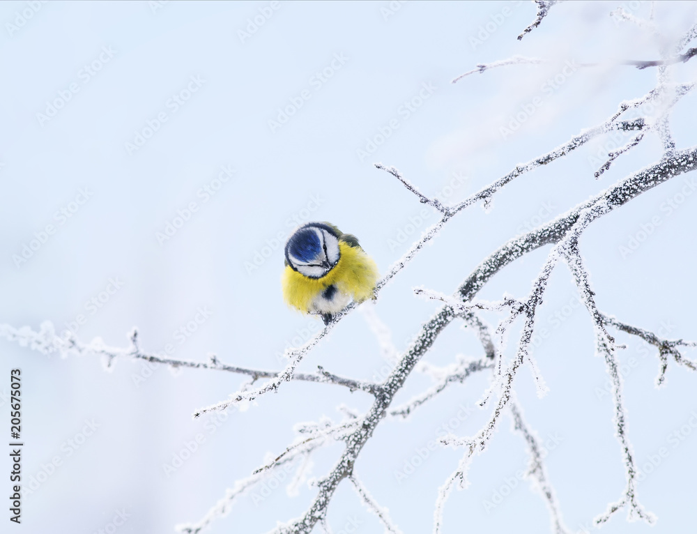 Naklejka premium nice bright bird blue tit sitting in the garden in winter on the branches covered with white fluffy frosting and snowflakes