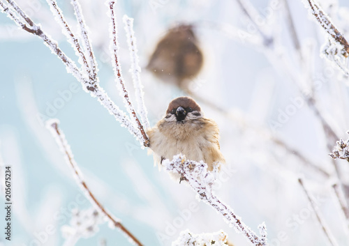 little bird Sparrow sitting hunched in winter Park on the branches covered wi...