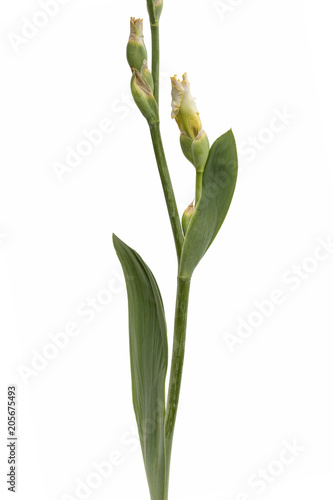 Stem, buds and leaves of iris, isolated on white background