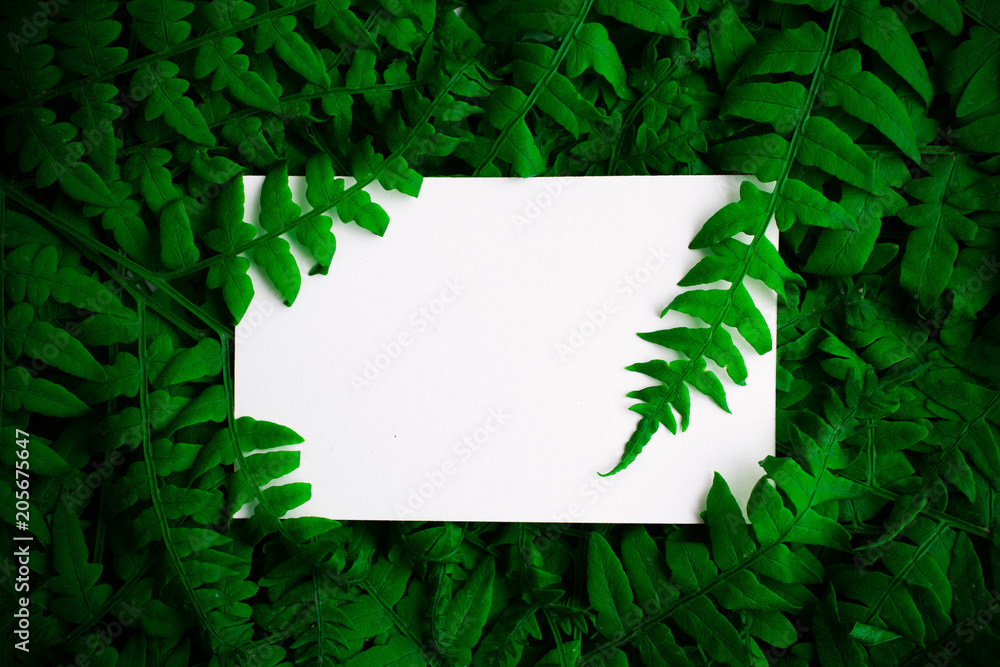 Green polypody fern. Midsummer day background with free space Green polypody fern. Midsummer day background with free space