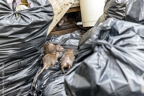 Mice in the garbage, old foam and black bags. Selective focus.