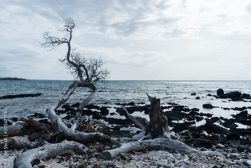 Dead tree at the water edge at the Kohala Coast on the Big Island of Hawaii