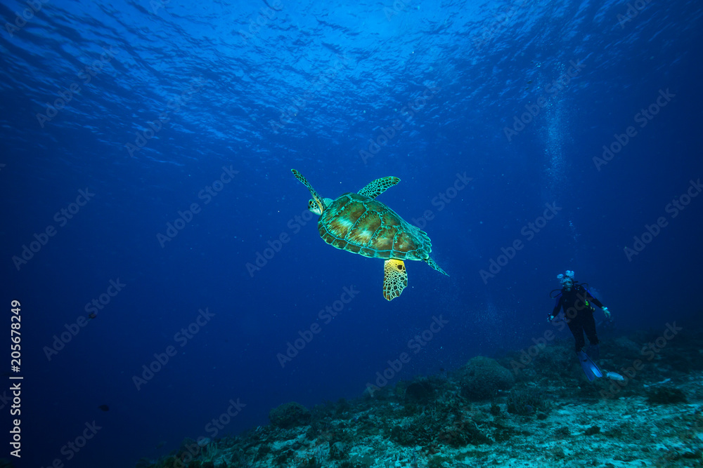 Turtle Turtle
