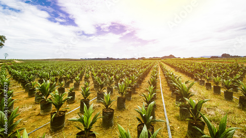 Oil Palm Plantation, Oil Palm Seeding