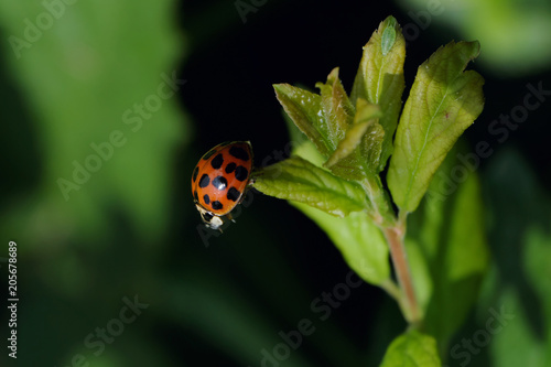 Ladybug - Stockphoto