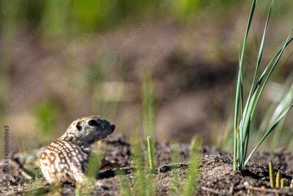 Thirteen-lined Ground Squirrel feeds in his natural habitat in Alamosa National Wildlife Refuge in southern Colorado Thirteen-lined Ground Squirrel feeds in his natural habitat in Alamosa National Wildlife Refuge in southern Colorado