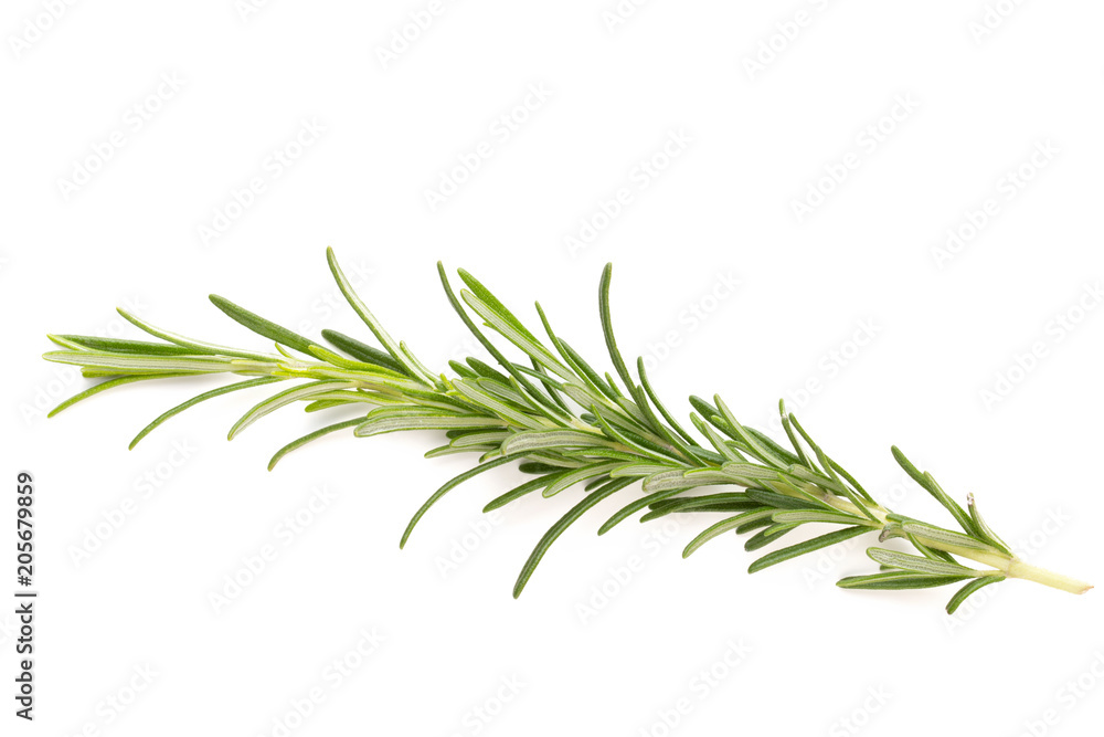 Rosemary spice on the white background. Rosemary spice on the white background.