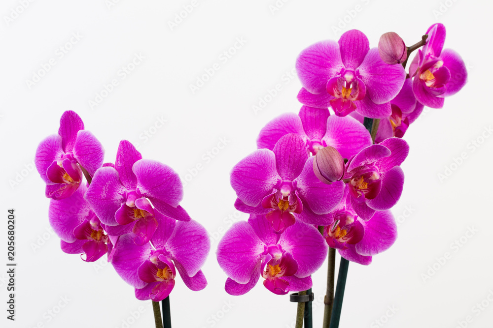 Beauty orchid on a white background.