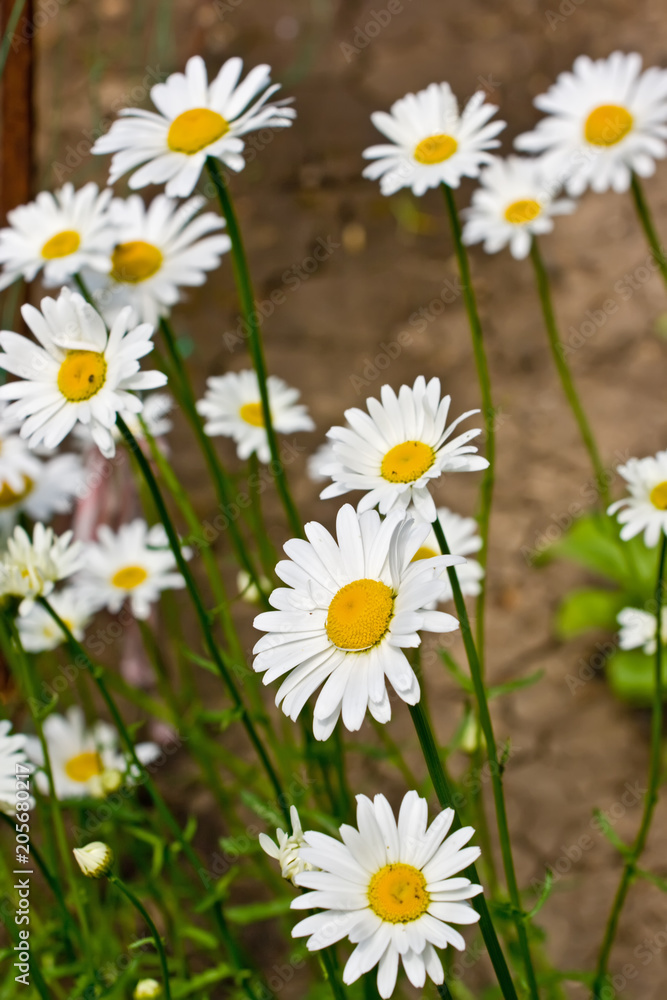 Obraz premium Group of camomile flowers in the garden