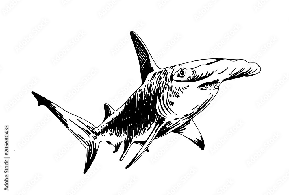 Graphical hammerhead shark isolated on white background , vector illustration - obrazy, fototapety, plakaty 