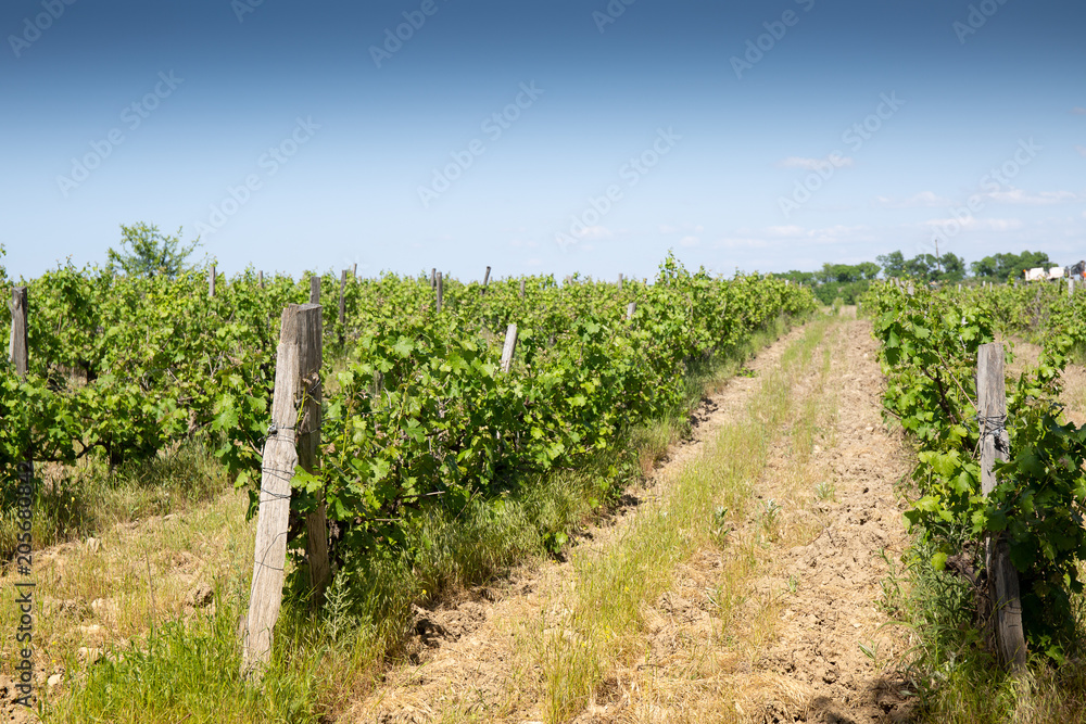 Vineyards of Krasnodar region. Large field of vineyards. Field of Kuban winemakers