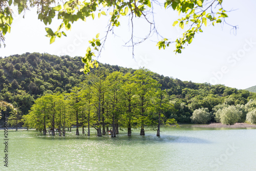 Beautiful lake with cypress trees growing in Russia, Krasnodar Krai. Anapa lake cypress. The sukkah village and the lake. photo