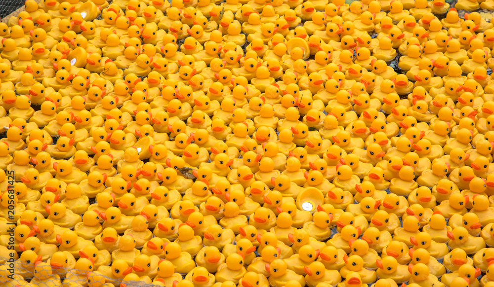 Hunderte kleine gelbe Plastikenten mit roten Schnäbeln schwimmen in einem Bach um die Wette