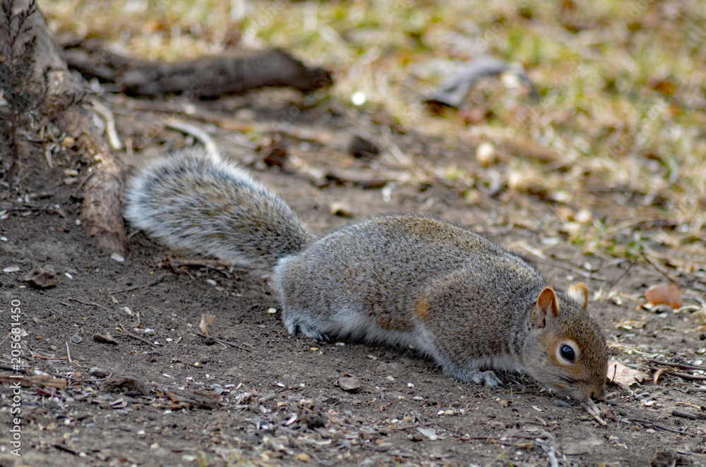 squirrel scavaging for food