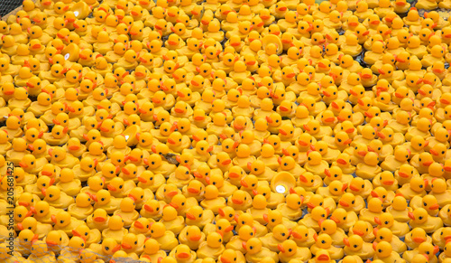 Hunderte kleine gelbe Plastikenten mit roten Schnäbeln schwimmen in einem Bach um die Wette