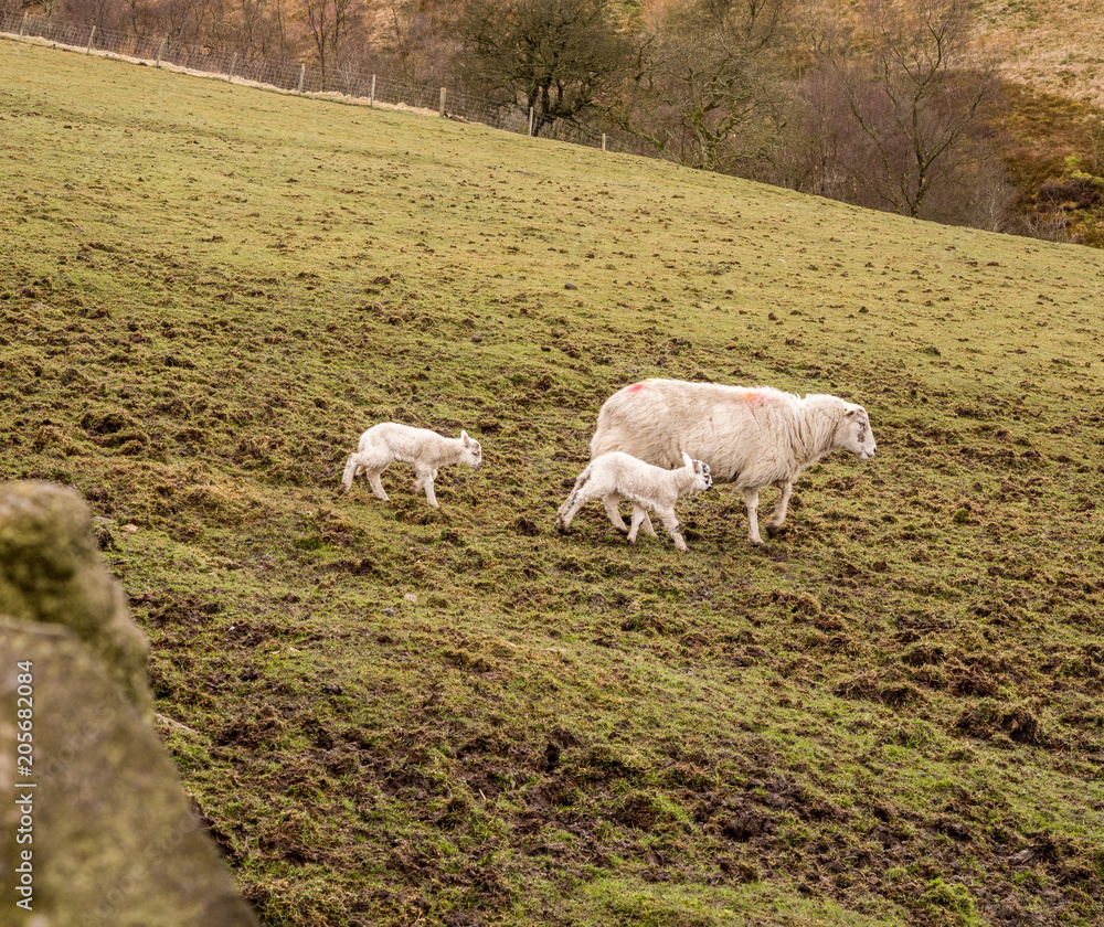 Mother and baby lambs on moorland around Darwen, Lancashire, UK Mother and baby lambs on moorland around Darwen, Lancashire, UK
