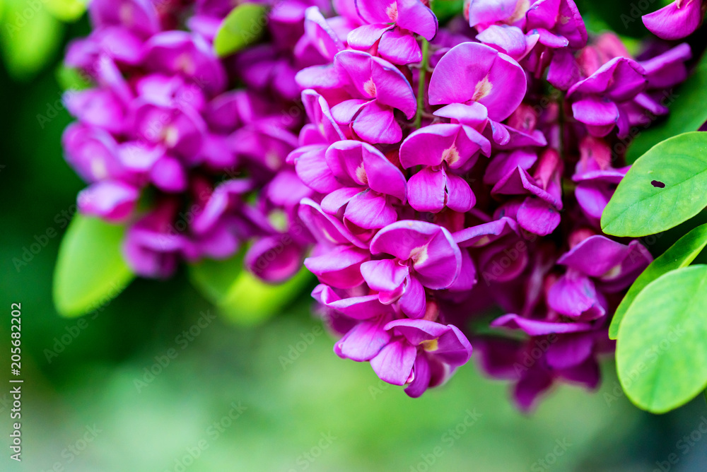 Purple flowers of Robinia Margaretta close Purple flowers of Robinia Margaretta close