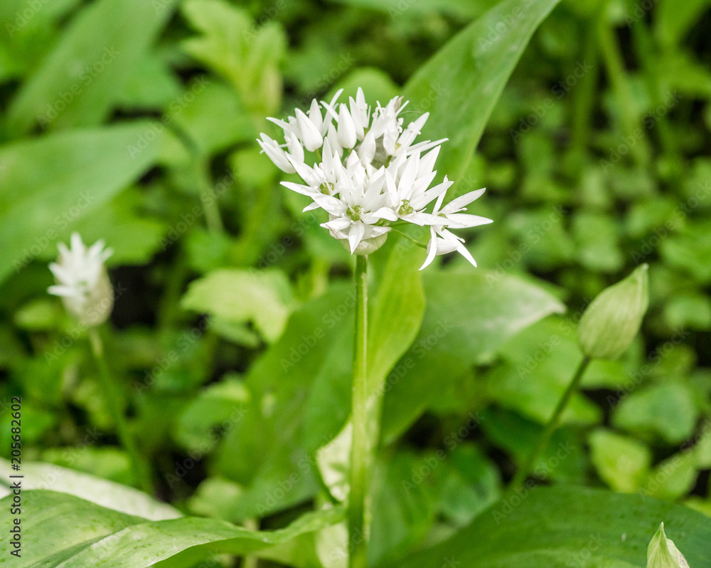 Wild garlic flowers in woodland at Spring Wood, Burnley, Lancashire, UK Wild garlic flowers in woodland at Spring Wood, Burnley, Lancashire, UK