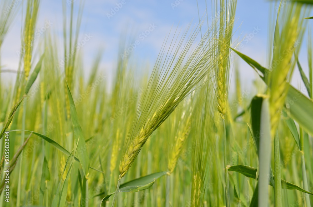 Fototapeta premium Gerste
