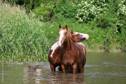 Two nice horses in the water