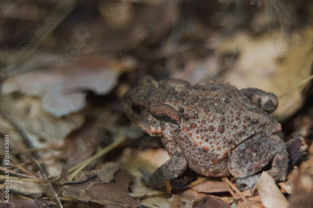 Toad hidden among the leafs
Toad hidden among the leafs