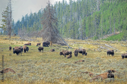 Field of Buffalo in Yellowstone National Park, Wyoming