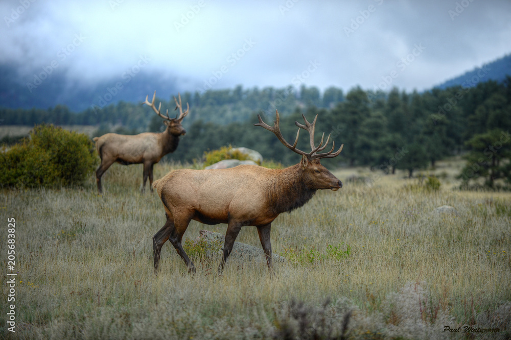 Bul Elk in Rocky Mountian National Park, Colorado Bul Elk in Rocky Mountian National Park, Colorado
