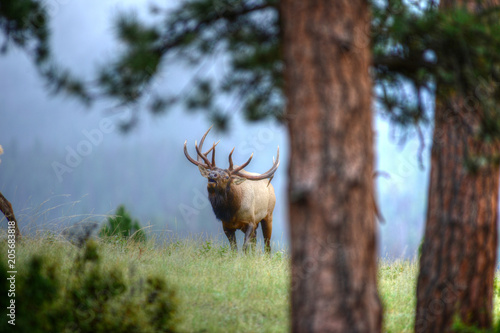 Bull Elk Bugeling in Rocky Mountain National Park, Colorado photo
