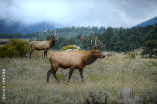 Bul Elk in Rocky Mountian National Park, Colorado