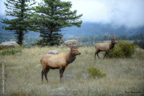 Bull Elk in Rocky Mountain National Park  Colorado