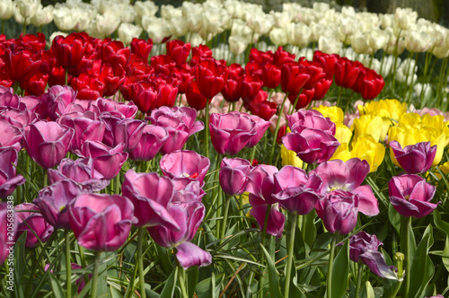 Fototapeta Naklejka Na Ścianę i Meble -  Tulips Garden