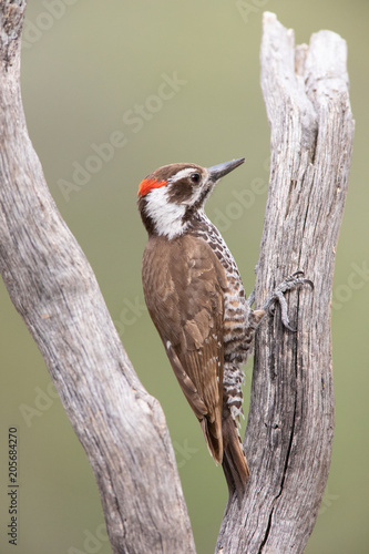 Arizona Woodpecker