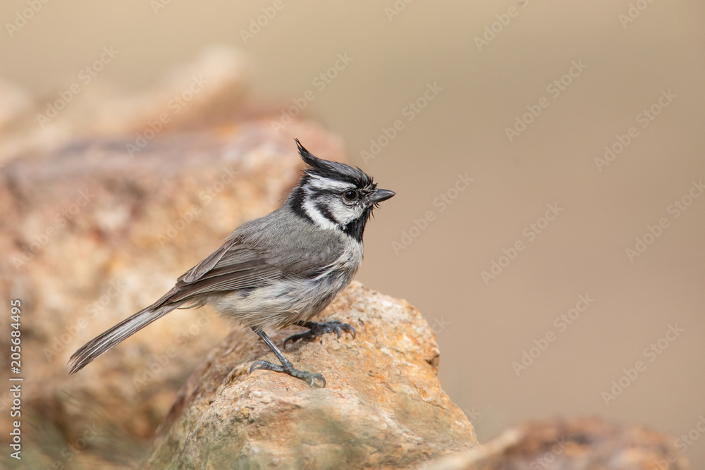 Naklejka premium Bridled Titmouse