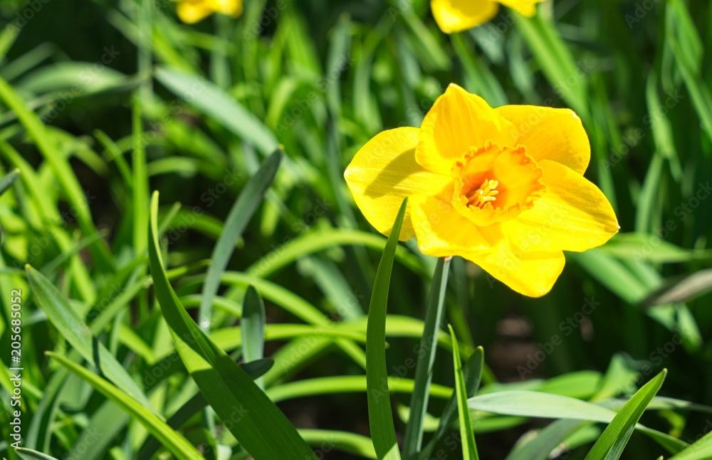 Bright yellow daffodils