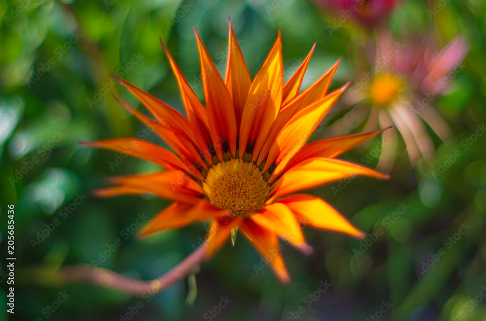 Flower Flower