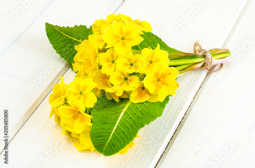Fototapeta Naklejka Na Ścianę i Meble -  Small bouquet of yellow primrose