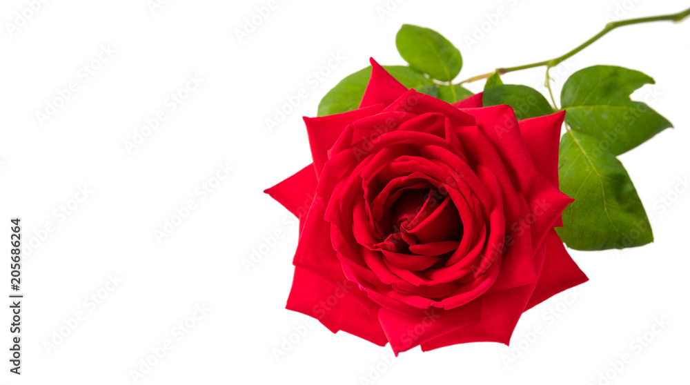 Rose red flower and green leaves isolated copy space on white background Rose red flower and green leaves isolated copy space on white background
